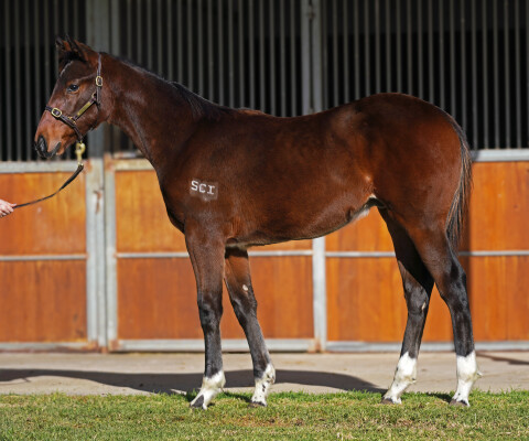 Lot 74: Rubick / Lurline
