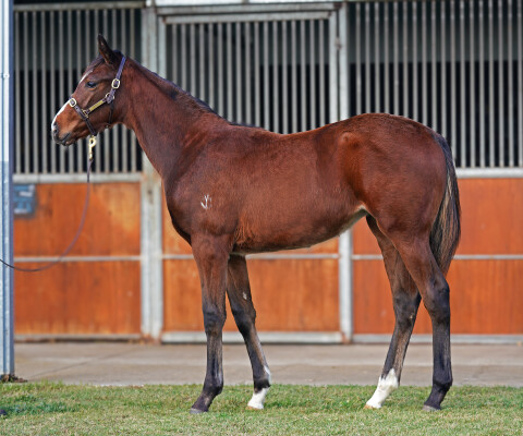 Lot 171: Alabama Express / Secret Amour (NZ)