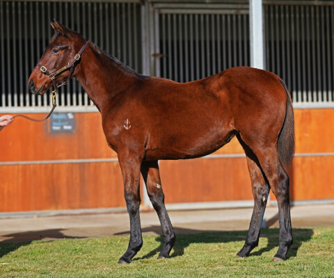 Lot 174: Native Trail (GB) / Shameless Tart (NZ)