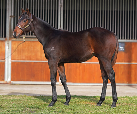 Lot 200: Stay Inside / Southwest