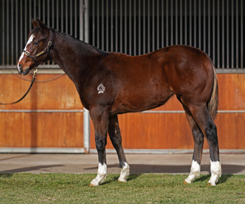 Lot 207: Lofty Strike / Star of Manhattan