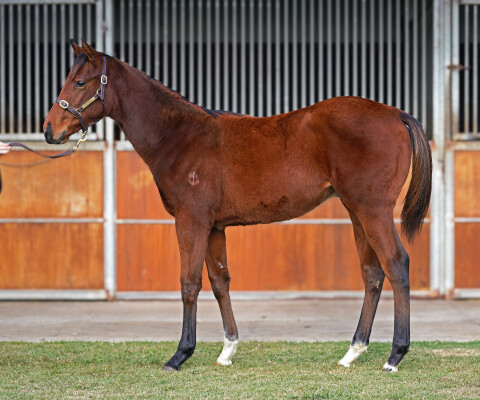 Lot 209: Shalaa (IRE) / Star of Sydney