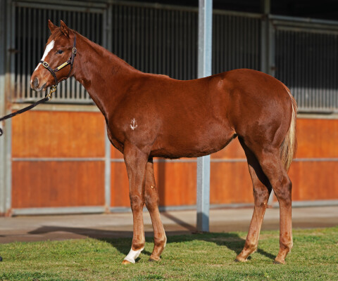 Lot 224: Toronado (IRE) / Swift Sis