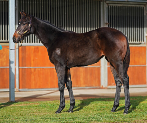 Lot 234: I Am Immortal / The Wait is Over