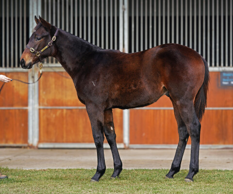 Lot 264: Flying Artie / Warnaq (IRE)