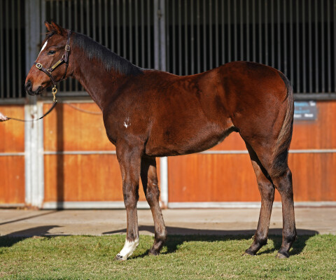 Lot 305: Benbatl (GB) / Angelicus