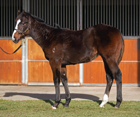Lot 425: Proisir / Golden Day