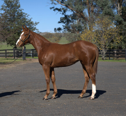 Lot 20: Native Trail (GB) / In the Navy