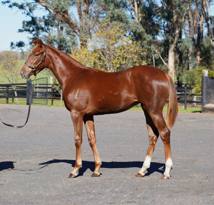 Lot 81: State of Rest (IRE) / Marble Silver (IRE)