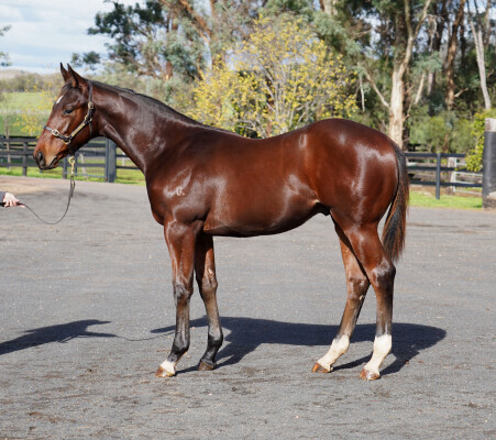 Lot 285: State of Rest (IRE) / Zegota