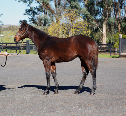 Lot 383: Farnan / Diva da Vinci