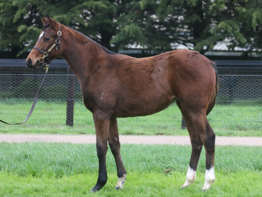 Lot 10: Ozzmosis / Holyrood Girl