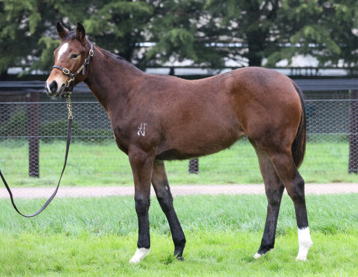Lot 41: Bruckner / Katering