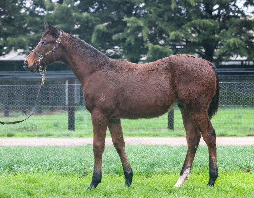 Lot 99: Captivant / Mona Dream