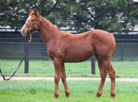 Lot 348: Zousain / Canadian Gold