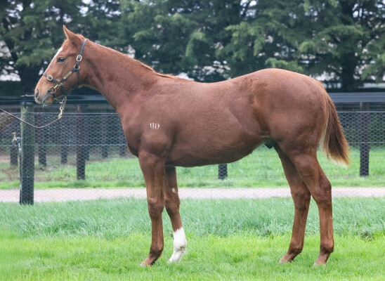 Lot 351: Zousain / Celandine