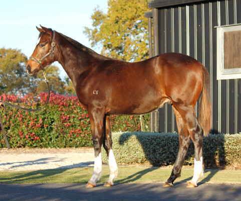 Lot 324: Profondo / Bad Habits (NZ)