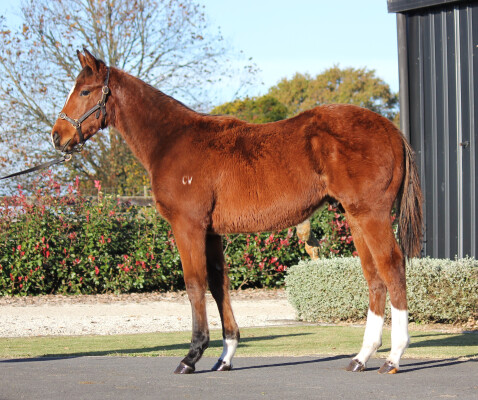 Lot 172: Home Affairs / Secret Doubt