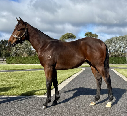 Lot 87: Alabama Express / Military Magic