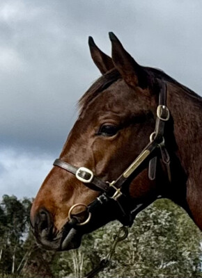 Lot 87: Alabama Express / Military Magic