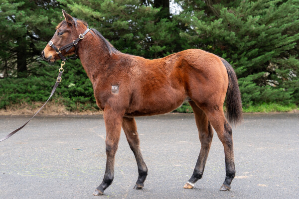 Lot 214: Lofty Strike / Stream Royale