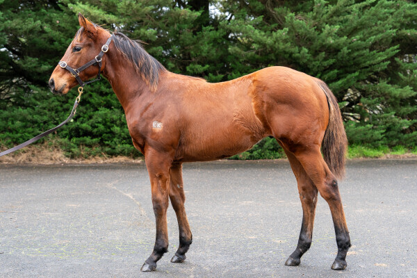 Lot 229: Benbatl (GB) / Tarcoola Diva