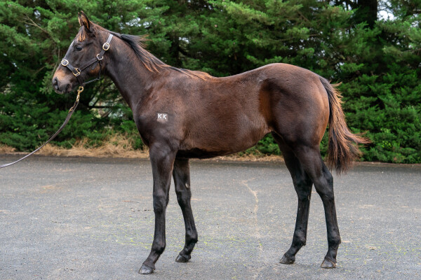 Lot 269: Benbatl (GB) / Whirlpool