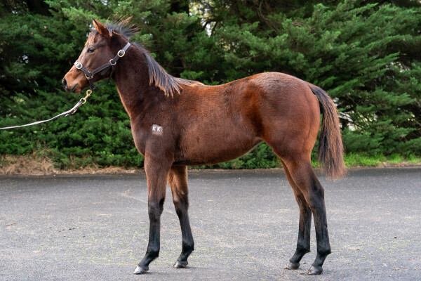 Lot 385: Shalaa (IRE) / Don't Cry
