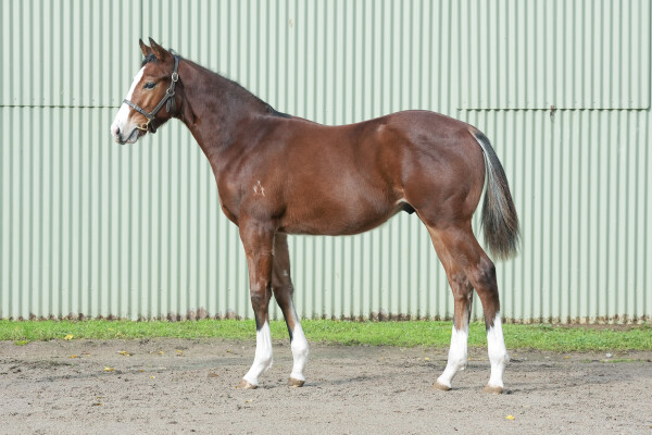 Lot 104: Sejardan / Moreau