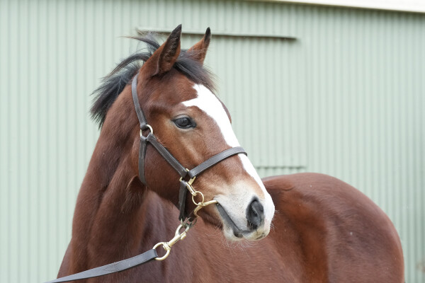 Lot 104: Sejardan / Moreau