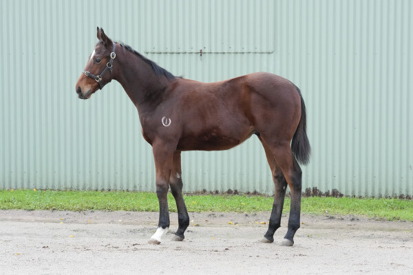 Lot 166: Acrobat / Sahara Star