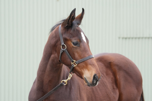 Lot 166: Acrobat / Sahara Star