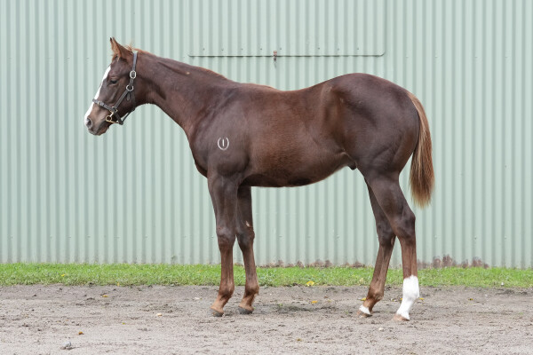 Lot 254: Rubick / Valuable Star