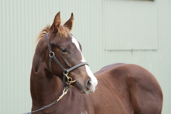 Lot 254: Rubick / Valuable Star