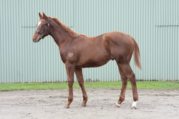 Lot 274: Gold Standard / Willysfilly