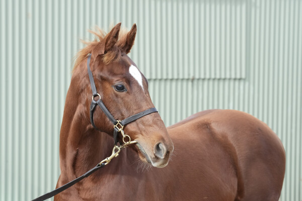 Lot 274: Gold Standard / Willysfilly