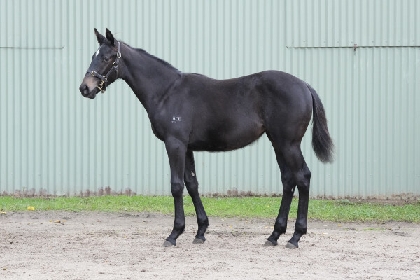 Lot 298: Diatonic (JPN) / Air Apparent