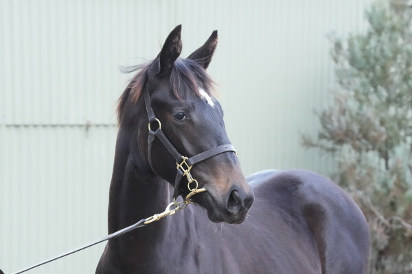 Lot 298: Diatonic (JPN) / Air Apparent