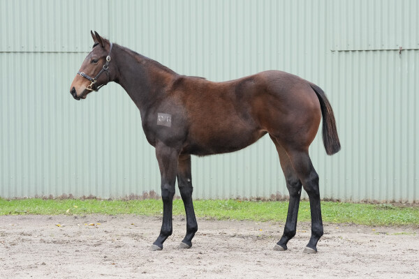 Lot 355: Rich Enuff / Charging Clear