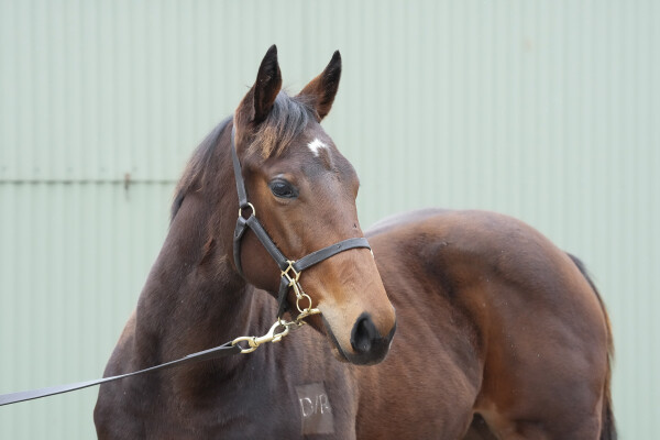 Lot 355: Rich Enuff / Charging Clear