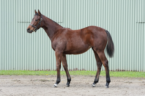 Lot 358: Ghaiyyath (IRE) / Checked