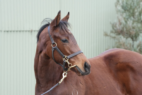 Lot 358: Ghaiyyath (IRE) / Checked