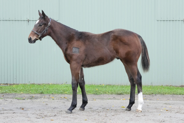 Lot 387: Bruckner / Dream Witness