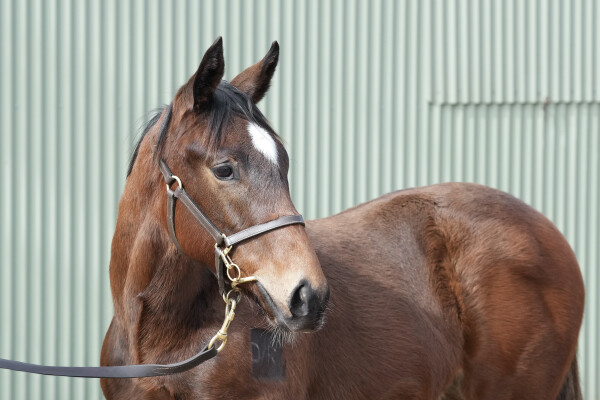 Lot 387: Bruckner / Dream Witness