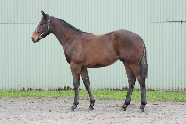 Lot 390: Trapeze Artist / Earth Sky (NZ)