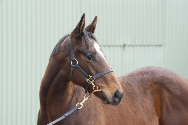 Lot 390: Trapeze Artist / Earth Sky (NZ)