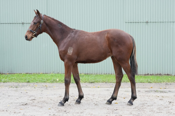 Lot 419: Delaware (GB) / Galaxy Dancer