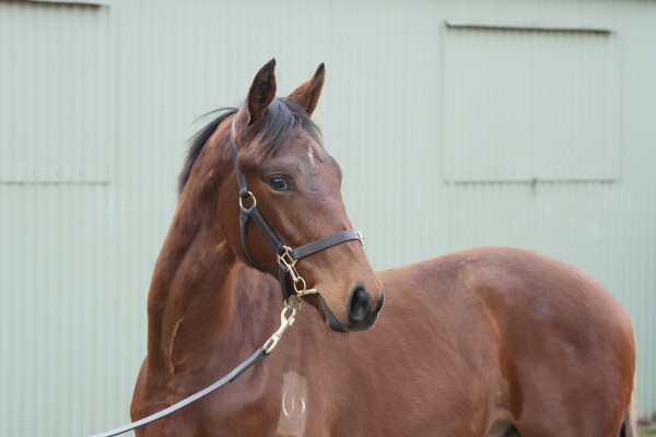 Lot 419: Delaware (GB) / Galaxy Dancer