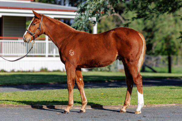 Lot 267: Home Affairs / Whatadeel