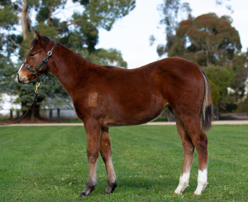 Lot 19: Lofty Strike / In Fashion (NZ)